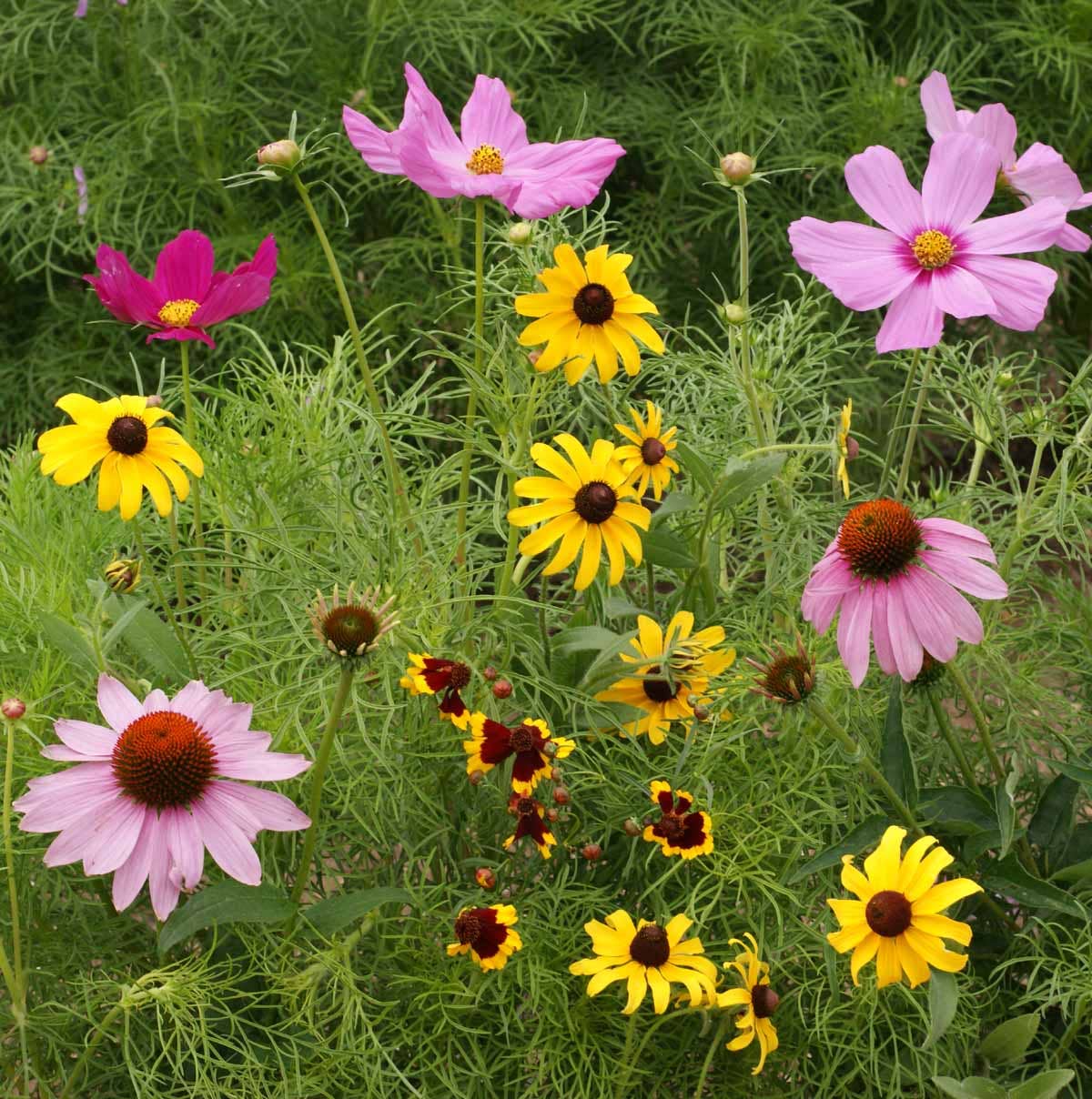 Garden Sprinkles Butterfly Habitat — Summer Flower Garden Seed Tin