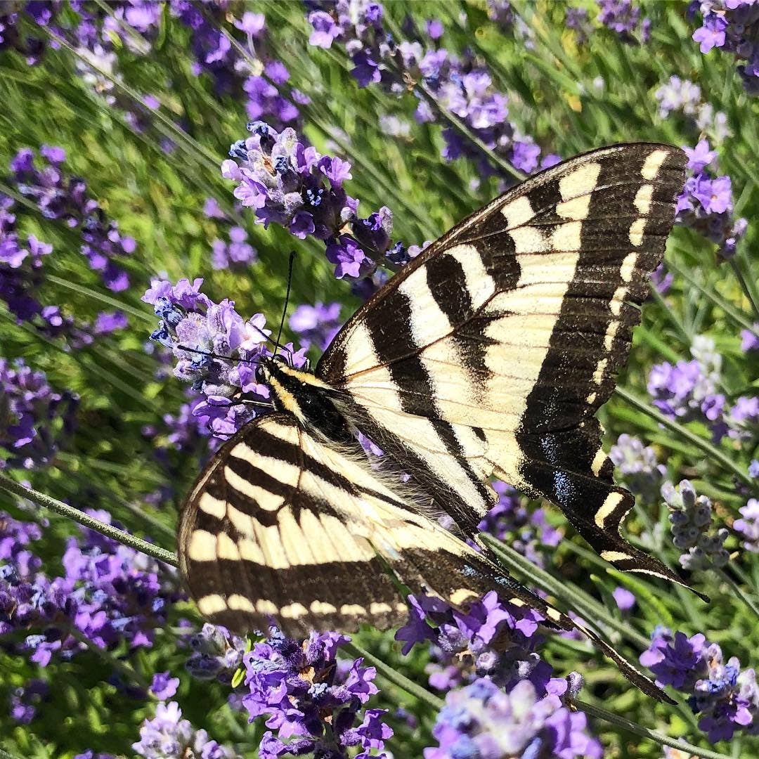 Garden Sprinkles Butterfly Habitat — Summer Flower Garden Seed Tin
