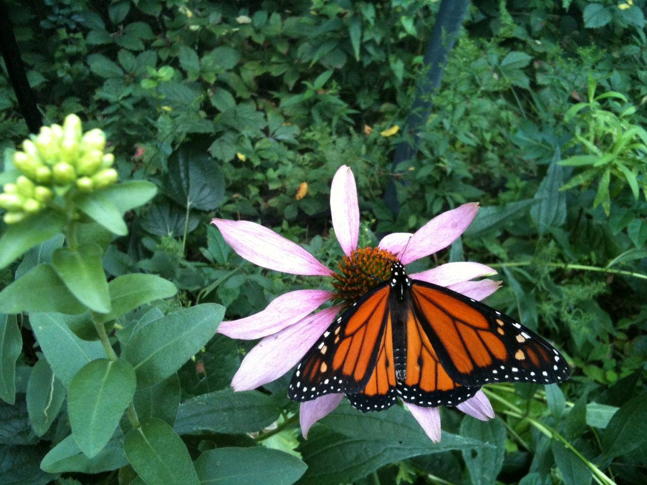 Garden Sprinkles Butterfly Habitat — Summer Flower Garden Seed Tin